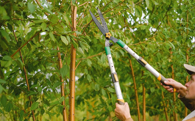 Tree trimming in Shrub Oak, NY